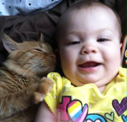 kittens for sale usa